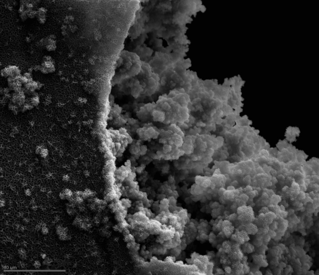 A high-resolution grayscale scanning electron microscopy (SEM) image showing a contrast between two distinct textures. On the left, a relatively flat surface is covered in a dense, fine-grained crystalline or porous "carpet" texture. This surface appears to be breaking away or peeling back to reveal a much more complex, three-dimensional interior on the right, which is composed of cauliflower-like clusters of rounded, bumpy nodules. 