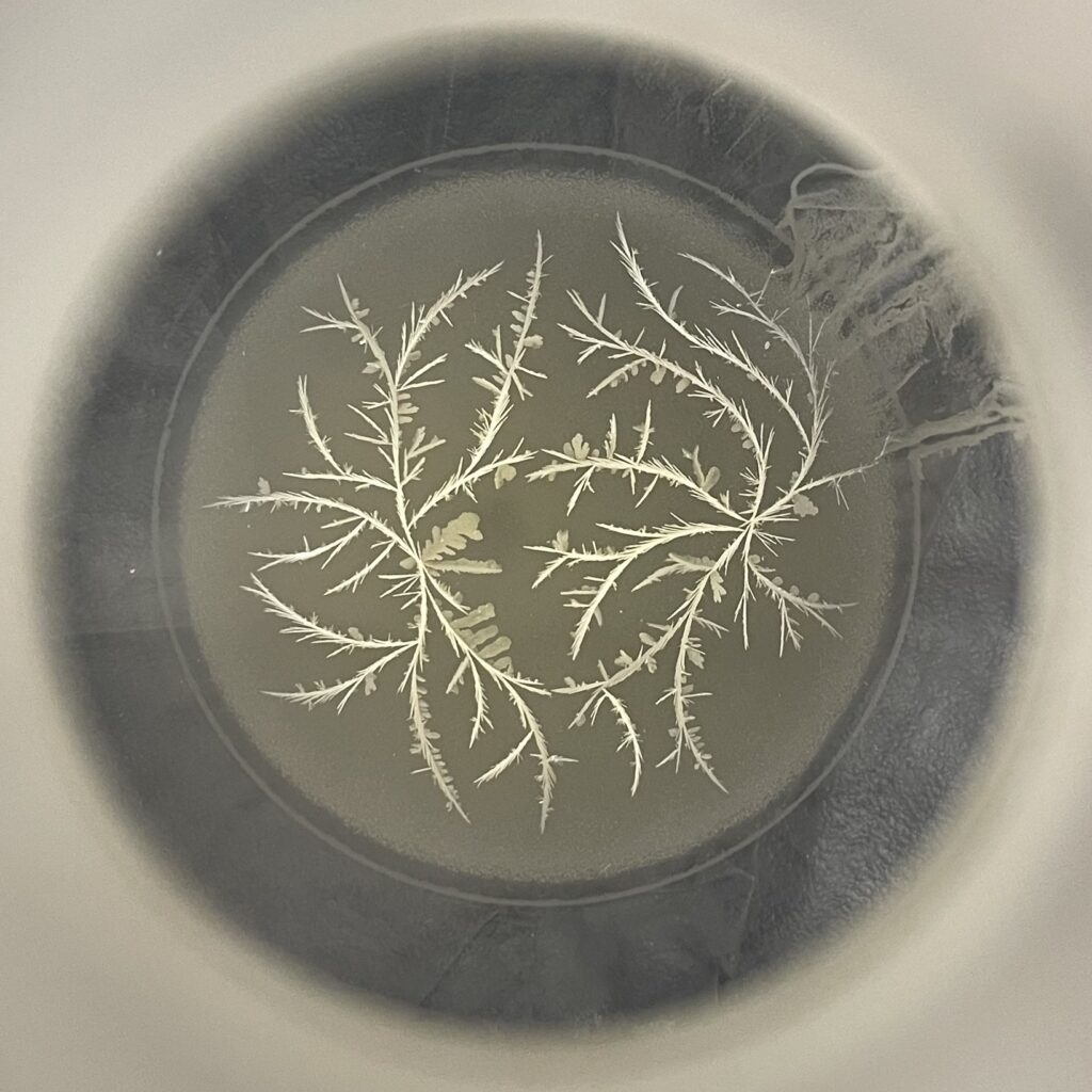 A top-down photograph of a circular petri dish containing a light-colored growth or crystalline structure on a dark, translucent agar base. The structure radiates from the center in a symmetrical, fern-like pattern with delicate, needle-thin branches. The entire dish is framed by a soft, out-of-focus white border, creating a vignette effect that draws focus to the intricate, feathery arrangement in the center.