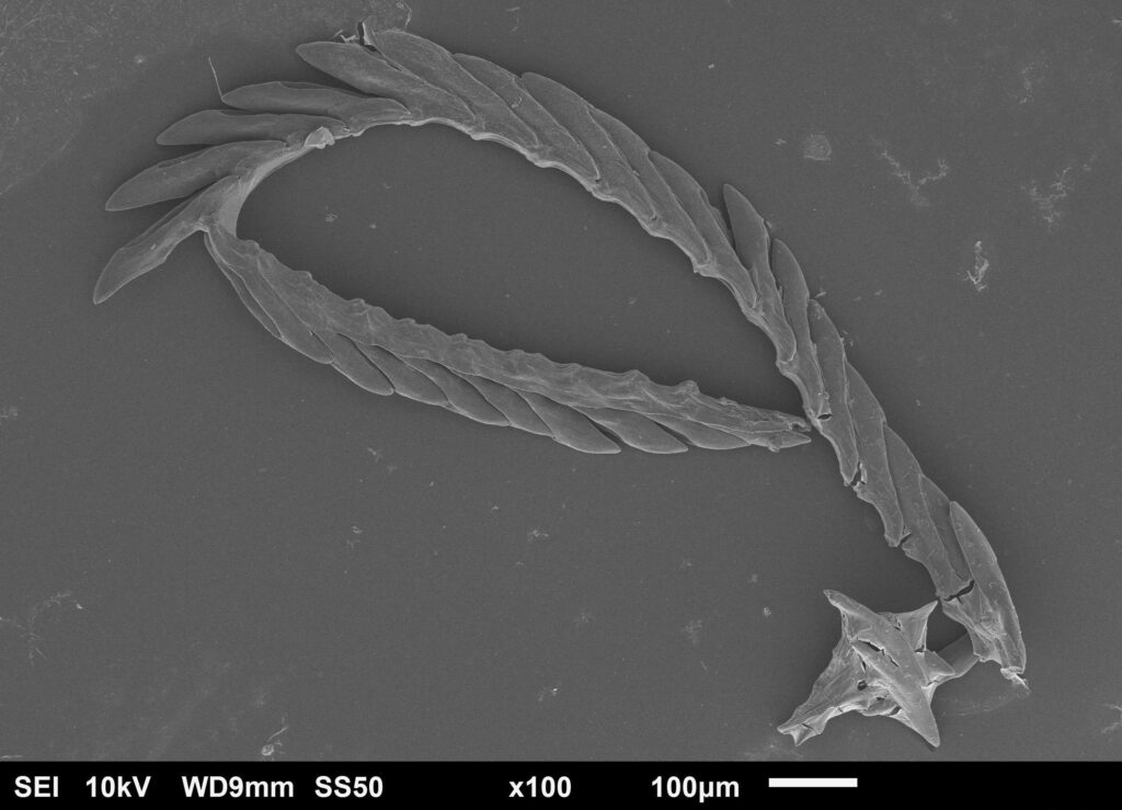 A grayscale scanning electron microscope (SEM) image of a biological structure that resembles a curved, serrated spine or a segmented appendage. The structure is made of overlapping, leaf-like scales or teeth along a central cord, curving into an incomplete loop. A small, star-shaped fragment lies at the bottom right. The background is a flat, dark gray. A white scale bar at the bottom indicates a length of 100µm, with technical data like "x100" magnification and "10kV" listed in the margin.