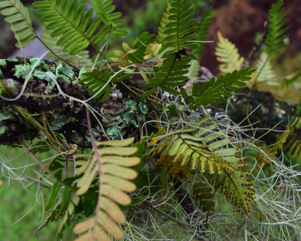 A close-up shot of a mossy tree branch covered in various plants. Several green ferns are growing out of the wood, with one in the front showing rows of small brown dots (spores) on its underside. The branch is also covered in light green, leafy-looking lichen and thin, wispy strands of pale Spanish moss hanging down. The background is a blurry mix of green and brown from the rest of the forest.