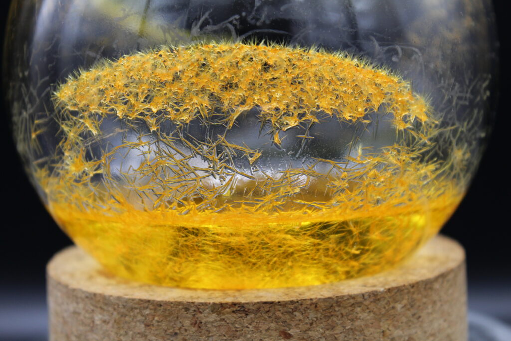 A clear glass round-bottom flask sitting on a cork ring, filled with a yellow liquid and a bunch of sharp, needle-like crystals. The yellow crystals have grown all over the inside of the flask, forming a dense, fuzzy-looking layer near the top and a messy web of spikes through the middle. Everything is set against a plain black background, making the bright yellow chemical really pop.