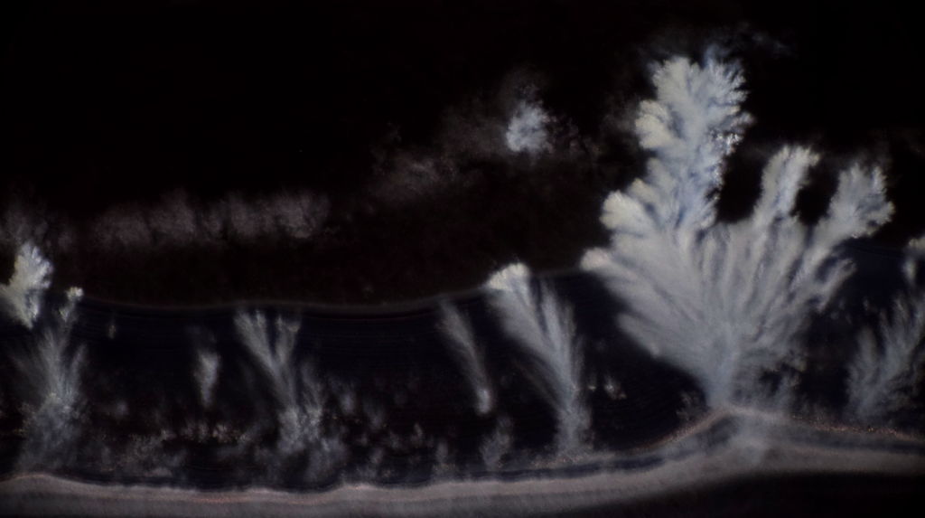 A dark-field microscopic image showing ghostly, white crystalline structures growing upward from a horizontal base. The largest structure on the right resembles a delicate, frost-covered evergreen tree with branching, feathery limbs. Several smaller, wispy plumes of the same crystalline material are scattered to the left along the base, all set against a stark, pitch-black background.