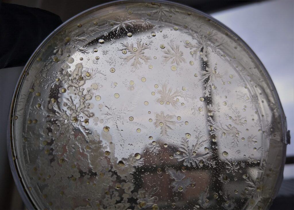 A photograph of a clear Petri dish held up against a window, showcasing beautiful frost-like crystalline patterns. Large, delicate branched structures resembling snowflakes or icy ferns are spread across the surface, interspersed with many small, perfectly round droplets. The background shows a soft, out-of-focus view of a building and a cloudy sky, which highlights the translucent and intricate nature of the crystals.