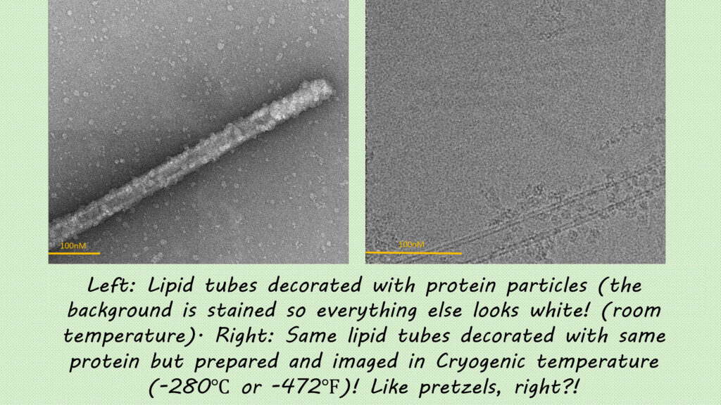 A two-panel scientific comparison of microscopy images showing "lipid tubes decorated with protein particles."
