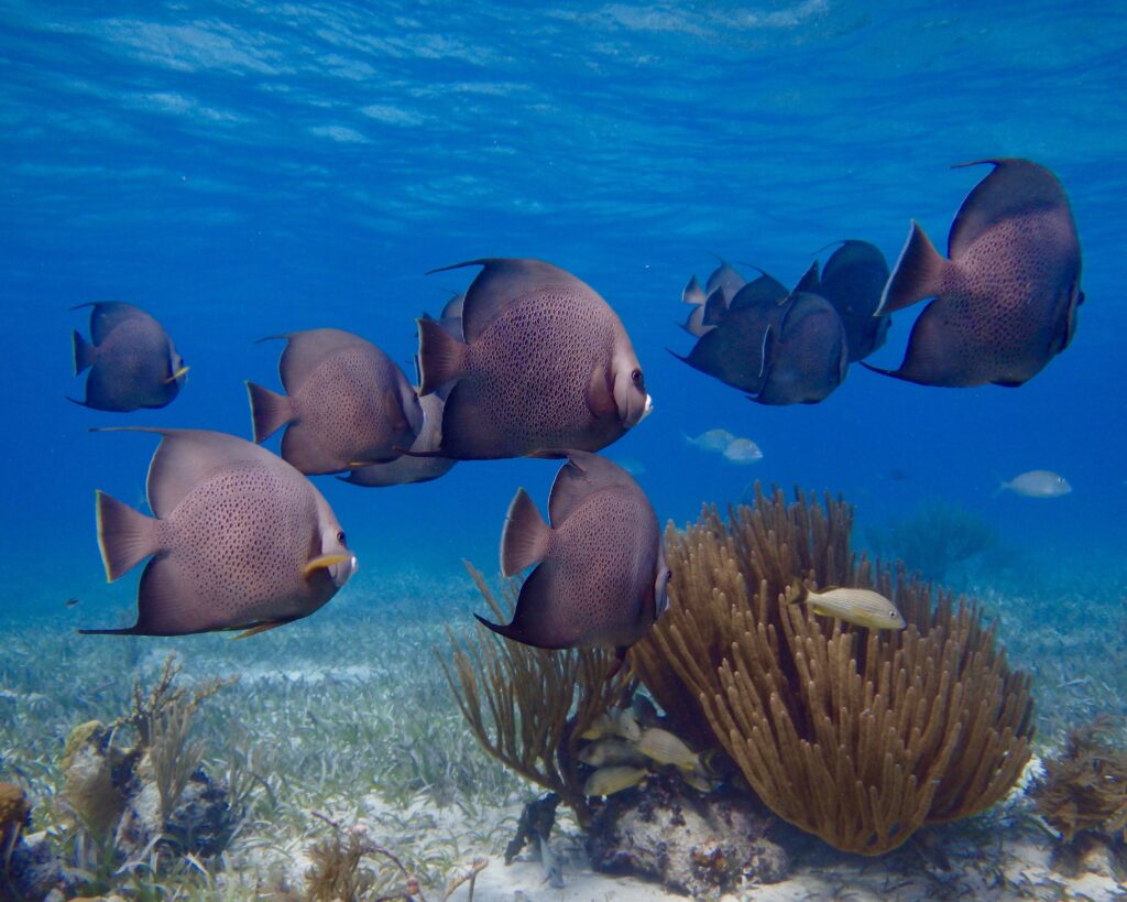 An underwater photograph of a school of grey angelfish swimming over a coral reef. The fish, characterized by their flat, circular bodies and small spotted patterns, are clustered in the center of the frame against a clear blue water background. Below them, a large, fan-like sea ginger coral and several smaller yellow fish are visible on a sandy seabed covered in sparse seagrass. The water's surface ripples at the top of the image, reflecting sunlight back into the scene.