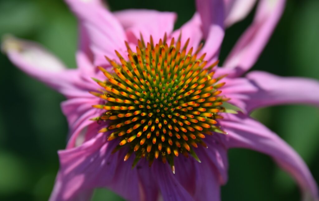 A close-up, top-down photograph of a purple coneflower (Echinacea). The focus is sharp on the prominent, spiny central disk, which features a gradient of colors from deep green at the very center to bright orange and yellow at the tips of the individual florets. The surrounding pale purple petals are softly blurred, extending outward against a hazy green background.