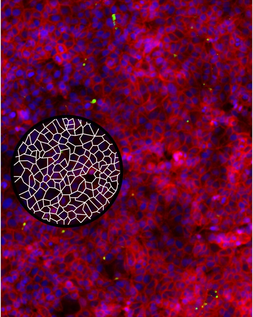 A fluorescence microscopy image of a dense layer of cells, where the nuclei glow bright blue and the cell boundaries are outlined in vibrant red. Overlaid on the lower-left section is a black circular magnifying glass effect that contains a simplified white line diagram, illustrating the geometric, polygonal tessellation of the cell structures. Scattered neon green specks are visible across the organic red and blue field.