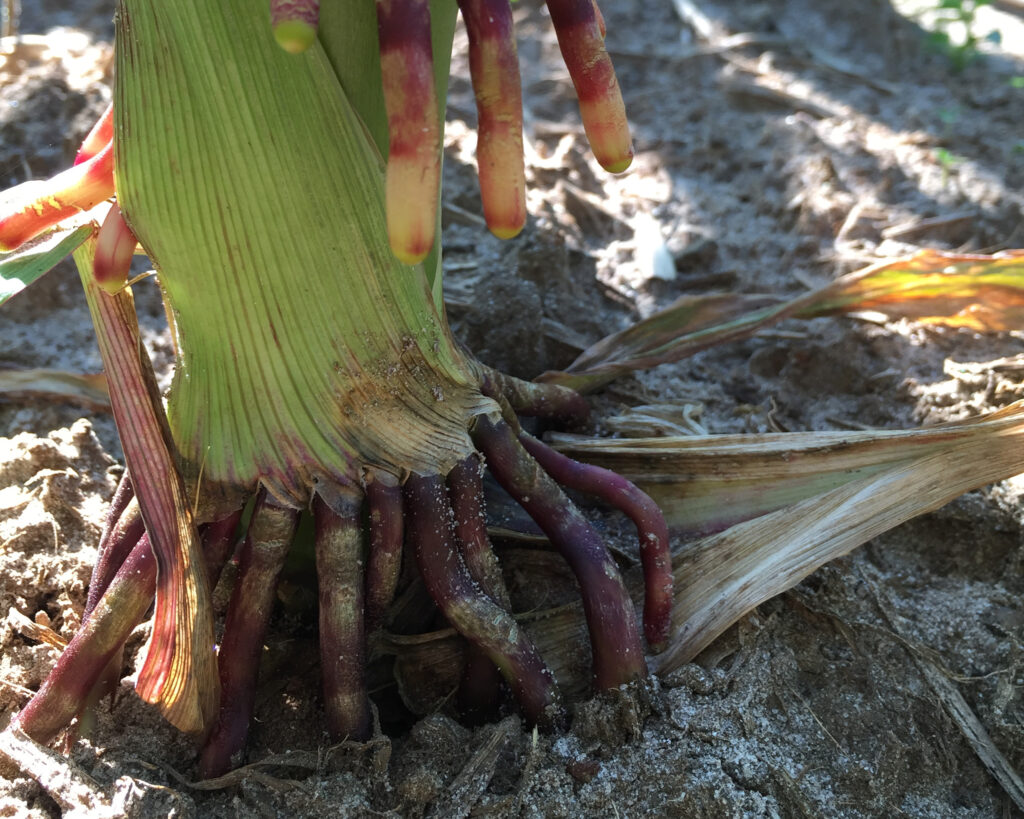 A close-up photograph of the base of a corn stalk emerging from dry, sandy soil. Several thick, finger-like brace roots extend from the green stalk and anchor into the ground; these roots are a deep reddish-purple at the bottom, while new roots higher up on the stalk show a gradient of yellow, orange, and red. The lighting is bright and natural, highlighting the ribbed texture of the stalk and the dry earth surrounding it.