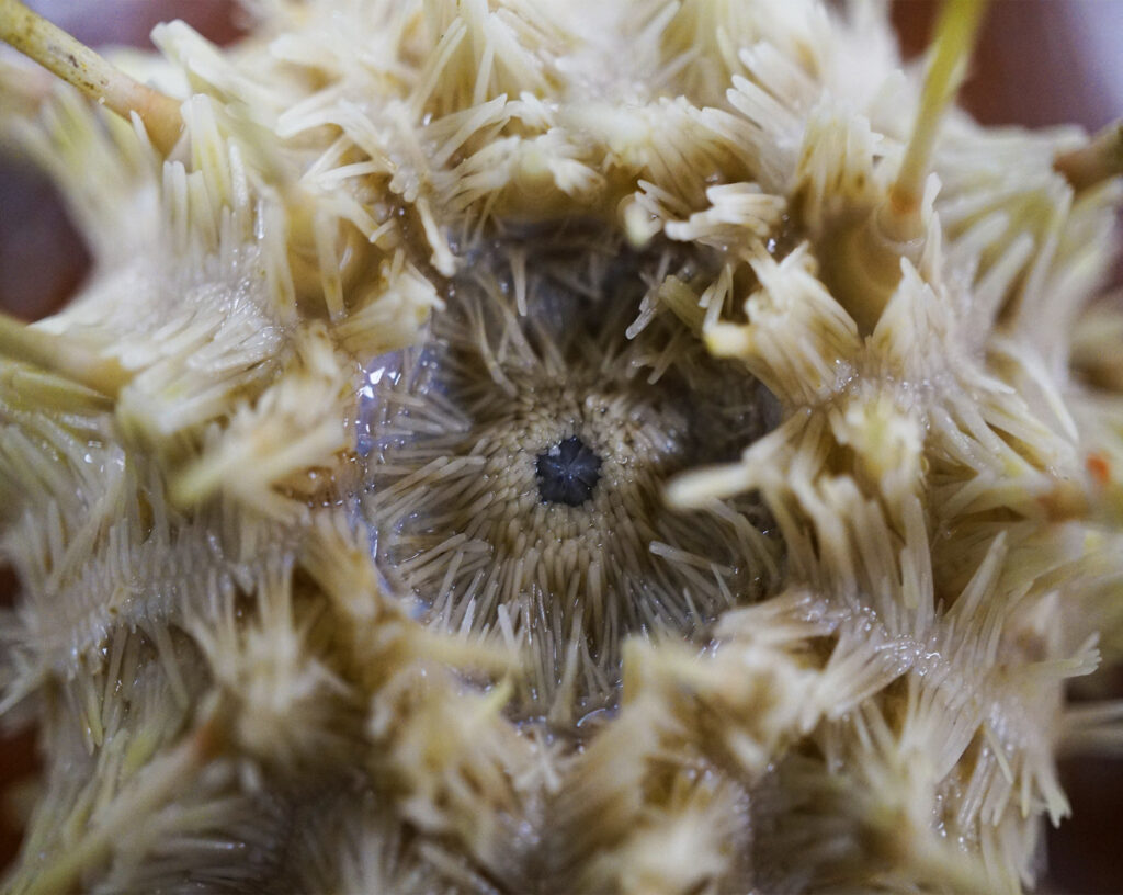 A top-down photograph of a sea urchin. The image is dominated by a dense covering of pale, cream-colored spines that radiate outward from the center. In the very middle, a small, dark circular opening is visible, surrounded by shorter, more tightly packed spines. The depth of field is shallow, leaving the center in sharp focus while the outer edges of the urchin are softly blurred.