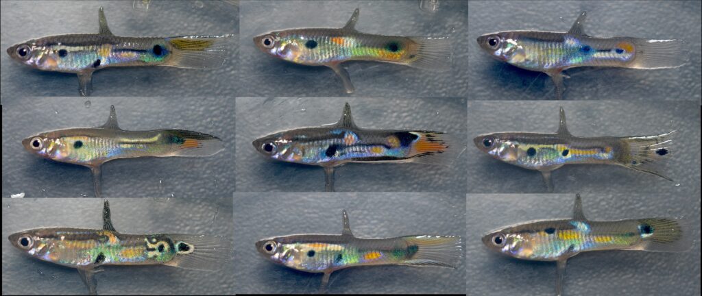 A nine-panel composite of small, silvery fish (guppies) against a grey background. Each fish displays a unique pattern of black spots and iridescent patches of orange, yellow, and blue on its body and tail.