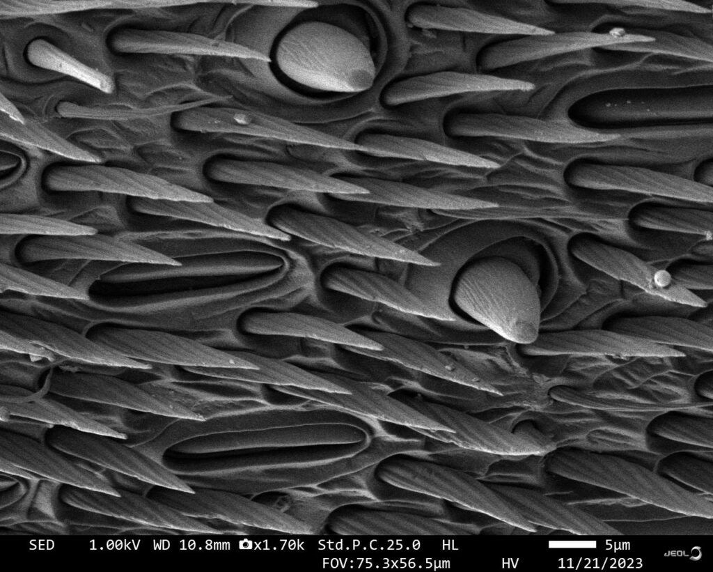 A grayscale scanning electron micrograph (SEM) showing a highly detailed surface covered in sharp, pointed, overlapping scales or hairs. Several larger, rounded bud-like structures are nestled within the pointed textures. A technical data bar at the bottom indicates a 5µm scale and a 1.70k magnification.