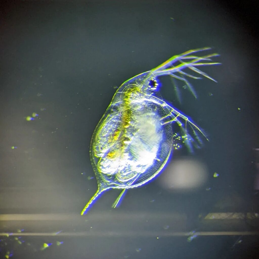 A dark-field microscopy image of a Daphnia (water flea). The translucent, pear-shaped crustacean is illuminated with a bright white and lime-green glow against a dark, hazy background. Its internal organs and several eggs are visible through its clear carapace, and its branched antennae extend from the head area at the top right. A sharp spine projects from the bottom left of its body.