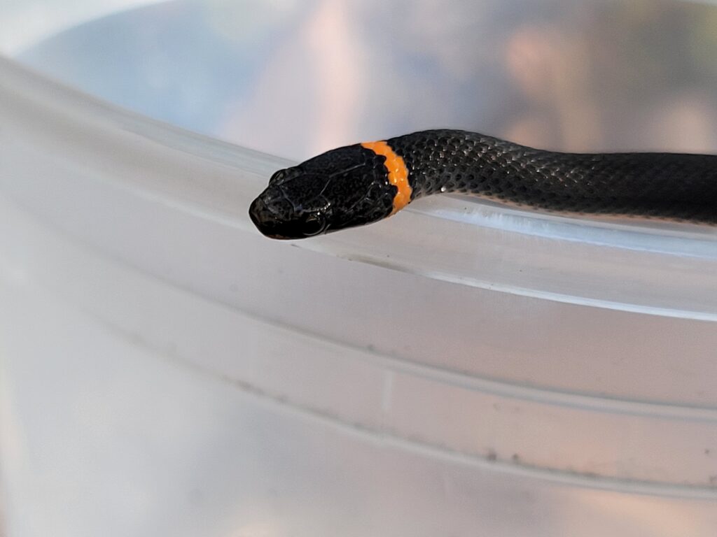 A close-up of a small black ring-necked snake with a bright orange band around its neck. The snake is resting on the rim of a translucent white plastic container.