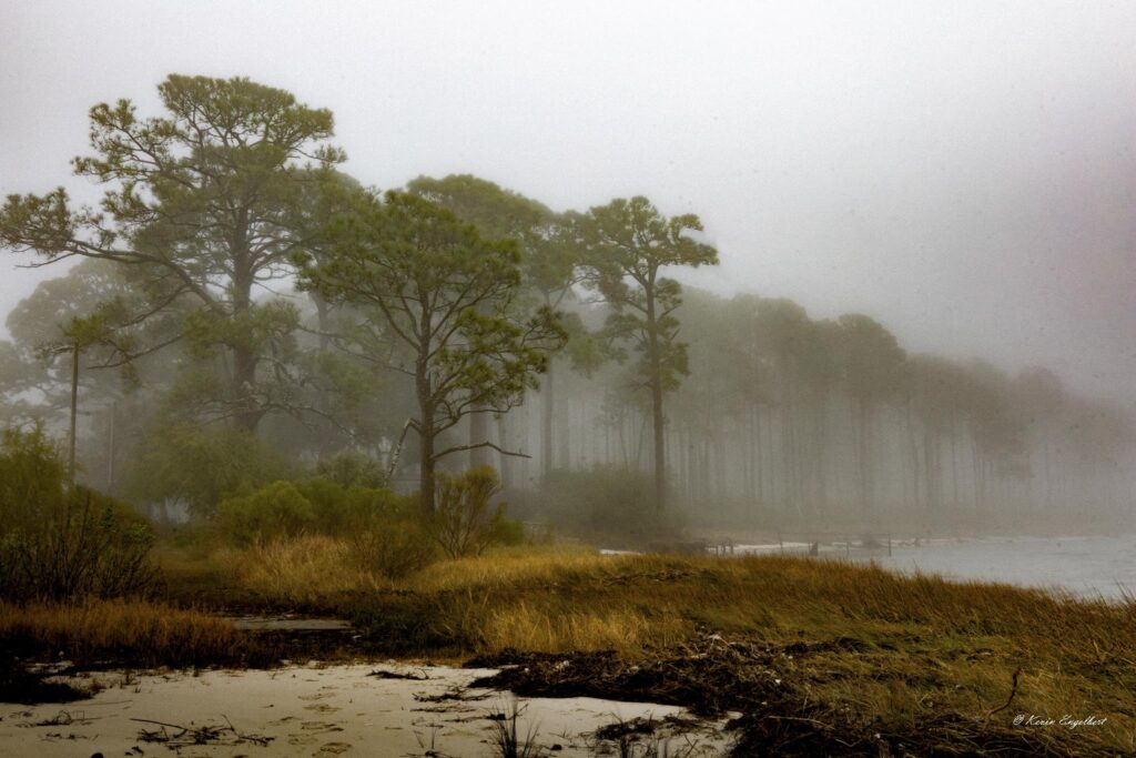 A landscape photograph of a misty shoreline. Tall, slender pine trees are partially obscured by a thick white fog in the background. In the foreground, a sandy beach meets patches of golden-brown marsh grass and dark debris near the water's edge under a muted, overcast sky