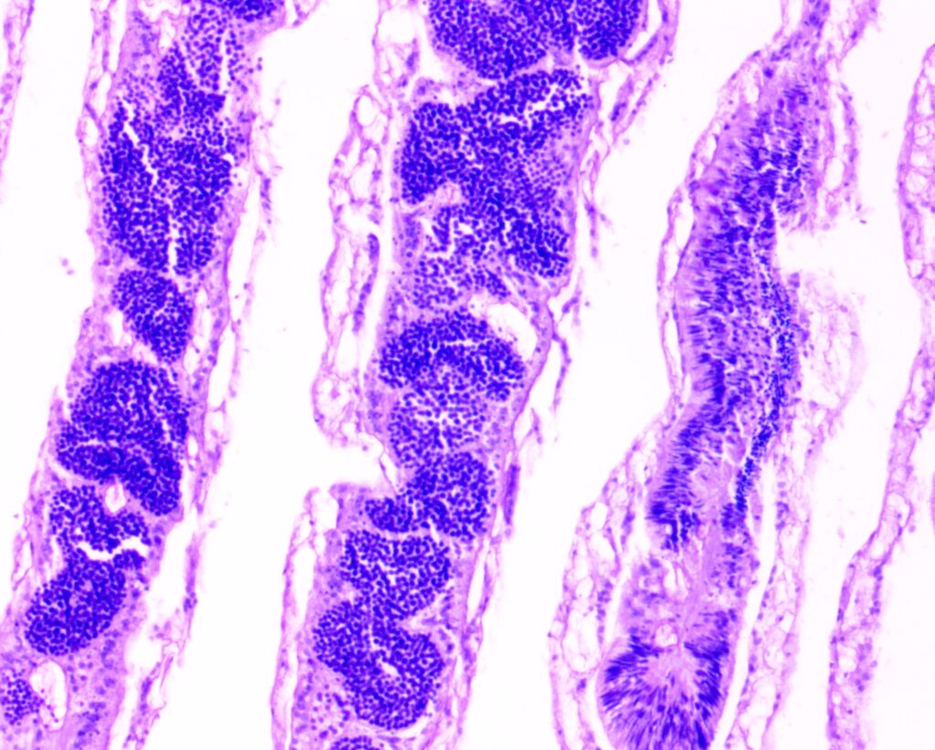 A microscopic cross-section of biological tissue stained in vibrant shades of purple and pink against a white background. Several vertical, column-like structures contain clusters of small, densely packed dark purple cells, likely representing a histological sample of an organ or organism.