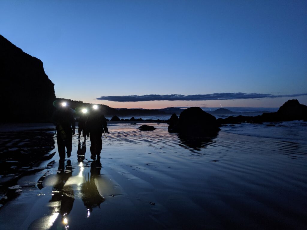 Silhouetted researchers or hikers walking across a wet beach at twilight. Their bright headlamps create glowing flares and long reflections on the mirrored, saturated sand. Large dark rocks and a faint orange glow on the horizon frame the deep blue coastal scene.
