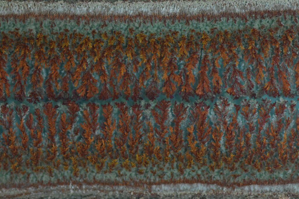 A macro photograph showing a dense horizontal band of intricate, fern-like mineral growths in shades of burnt orange and reddish-brown. These dendritic structures grow vertically toward each other from two parallel white borders, set against a speckled, pale teal-blue background.