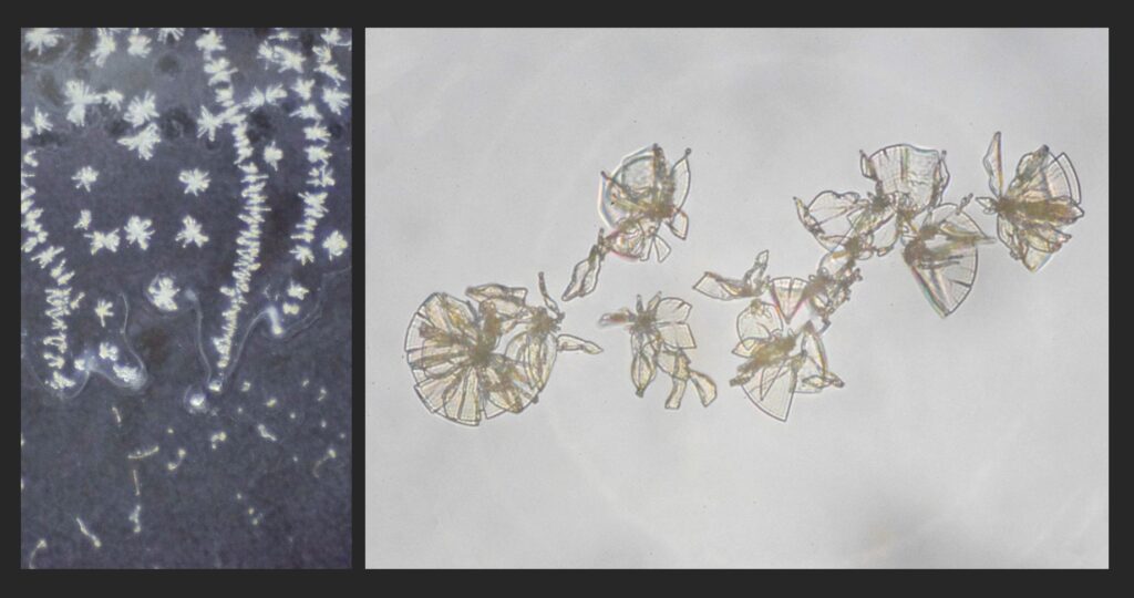 A two-panel image showing microscopic structures. The left panel features white, star-shaped crystal clusters against a dark blue background. The right panel shows translucent, amber-colored, fan-shaped structures arranged in a cluster against a light gray background.