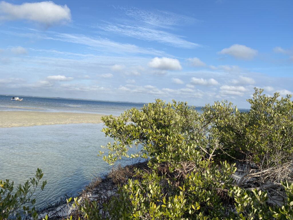 A sunny coastal photograph with vibrant green mangroves in the foreground. Beyond them, a shallow sandbar stretches across turquoise water where a small boat is visible on the horizon under a bright blue sky.