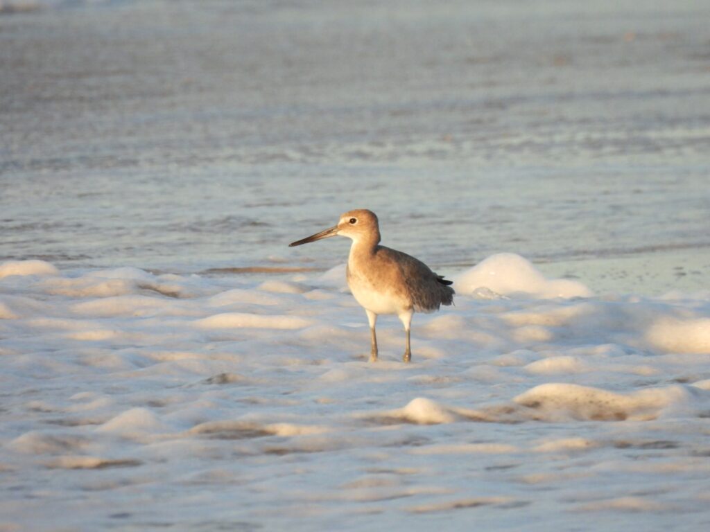 A photograph of a slender, tan and white shorebird standing amidst white sea foam on a beach. The bird is shown in profile, facing left, with a long, straight beak. The background shows the gentle, blurred ripples of the ocean at dusk or dawn.