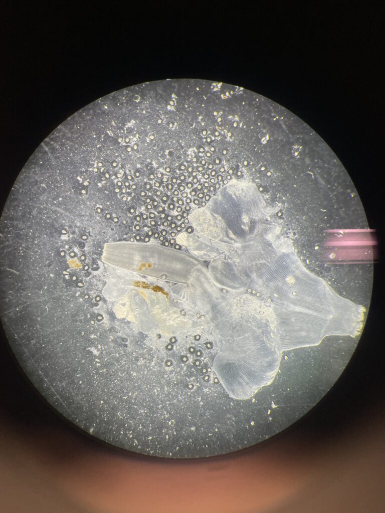 A circular microscope view of a translucent, striated specimen with small brown internal spots. The specimen is surrounded by many small clear bubbles and fine sediment. Three horizontal pink light flares appear on the right side of the gray circular field.