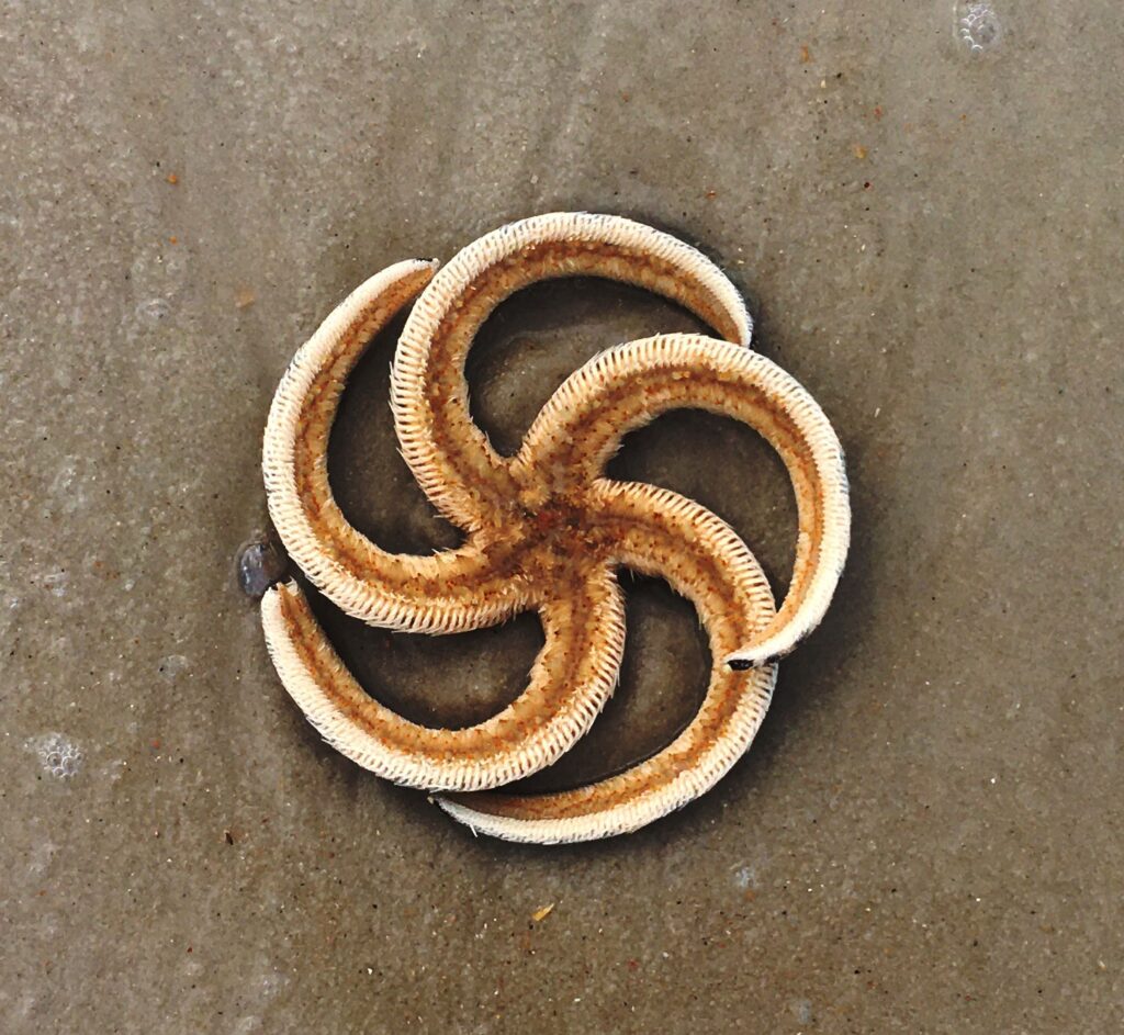 A top-down photograph of a sea star resting on wet sand. The sea star's five arms are curled in the same direction, creating a perfect symmetrical spiral shape resembling a pinwheel. The texture of the arms is bumpy and tan-colored with white edges, centered on the damp beach sand.