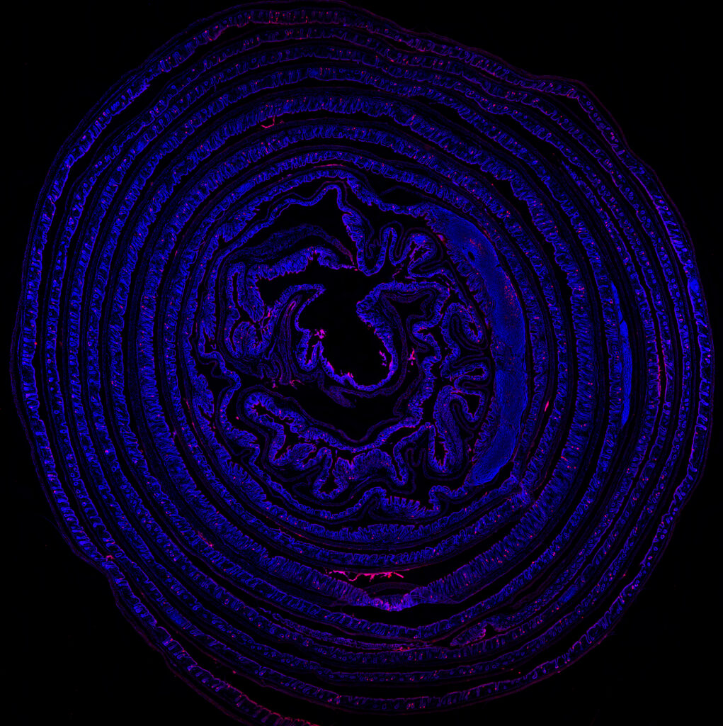A fluorescent microscopy image of a biological tissue cross-section arranged in a spiral pattern. The tissue glows in deep blue and purple with pink highlights against a solid black background. The center of the spiral shows the irregular, folded mucosal lining of the organ, while the outer layers form concentric rings of muscular and connective tissue.