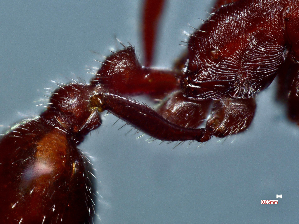Harvester ant under a microscope.