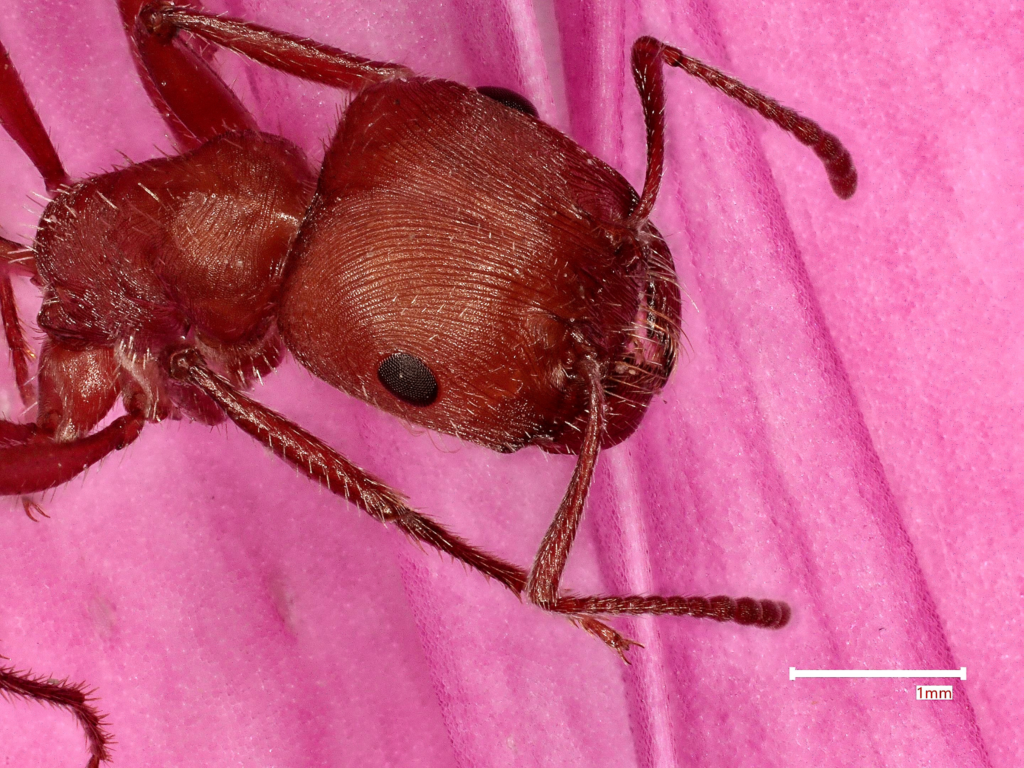 Harvester ant under a microscope.