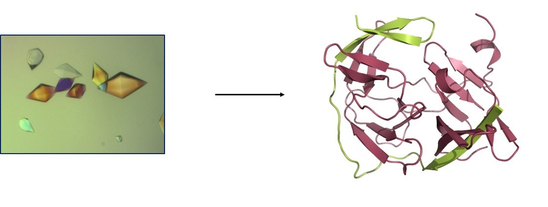 X-ray of a Protein!