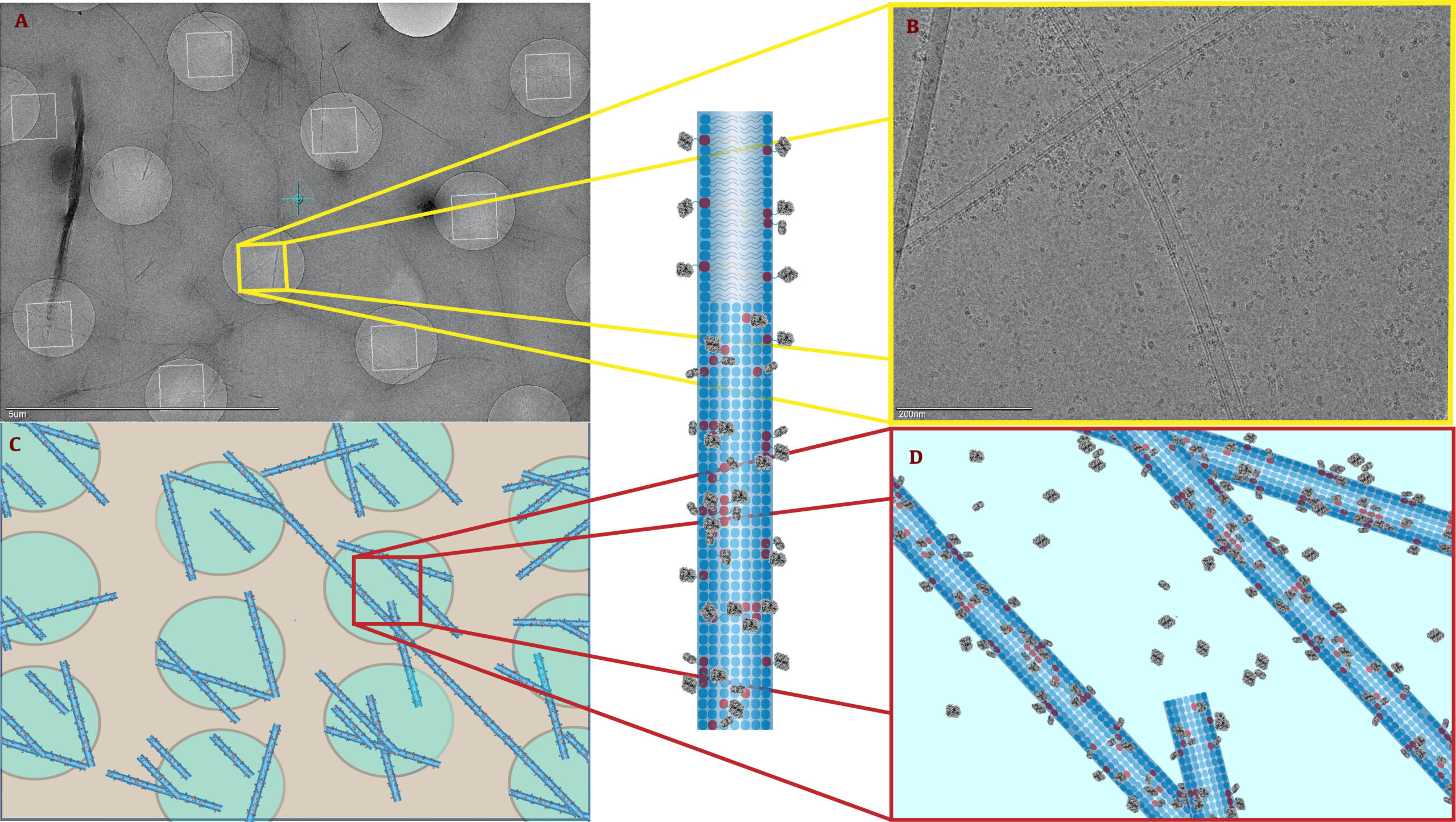 Protein Decoration on Lipid Tubes