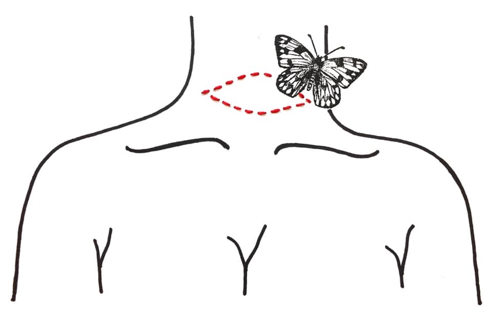 Metamorphosis – Art in STEM