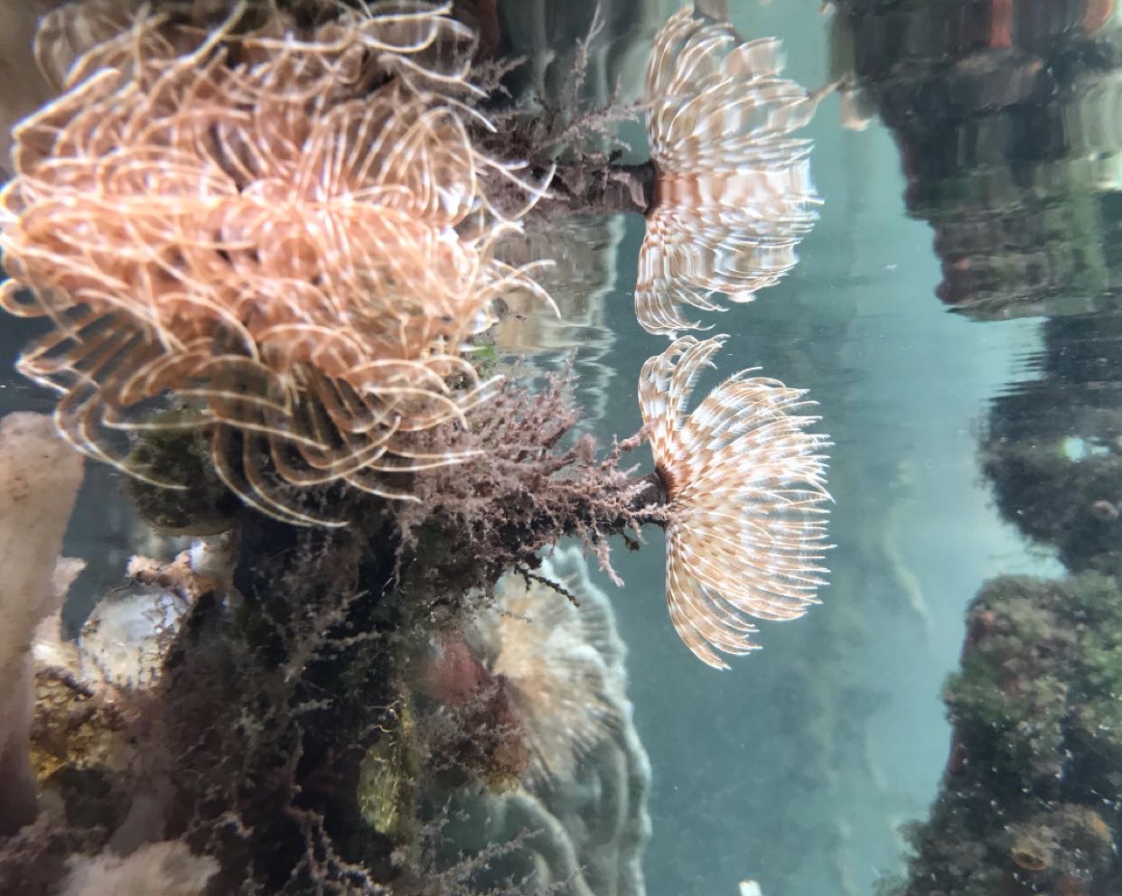 Reflections of a Sabellid