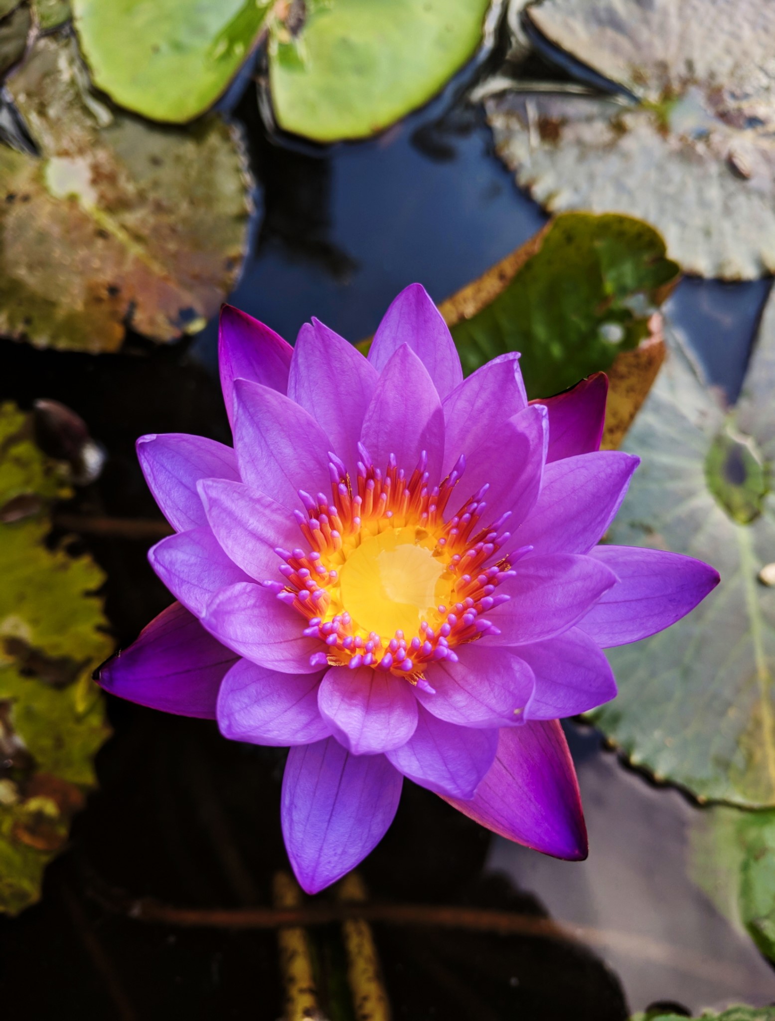 The Tropical Water Lily