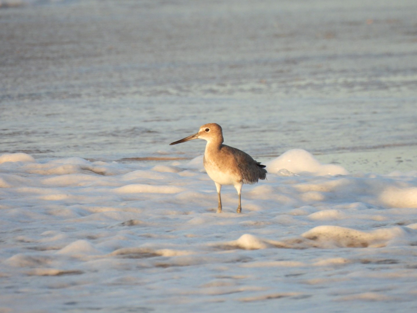 “Willet” See Me?