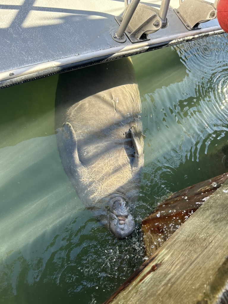 A high-angle photograph showing a manatee's head and snout emerging from green water next to a wooden dock. The manatee's grey skin is visible beneath the surface, and it is blowing a small spray of water from its nostrils. Concentric ripples spread outward from its snout across the water's surface.