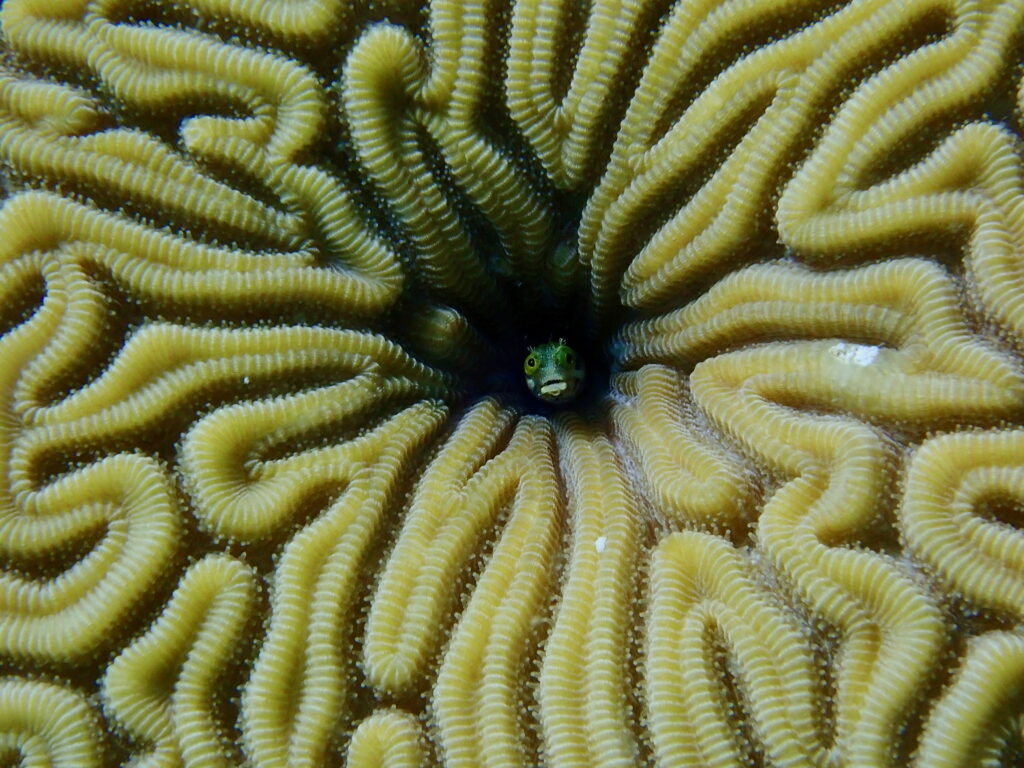 A close-up photograph of a yellow brain coral featuring a labyrinth of winding, ridged valleys. At the center of the frame, a small, green blenny fish peeks out from a dark hole within the coral. The fish has large, prominent eyes and a pale mouth, appearing to look directly at the camera from its burrow.