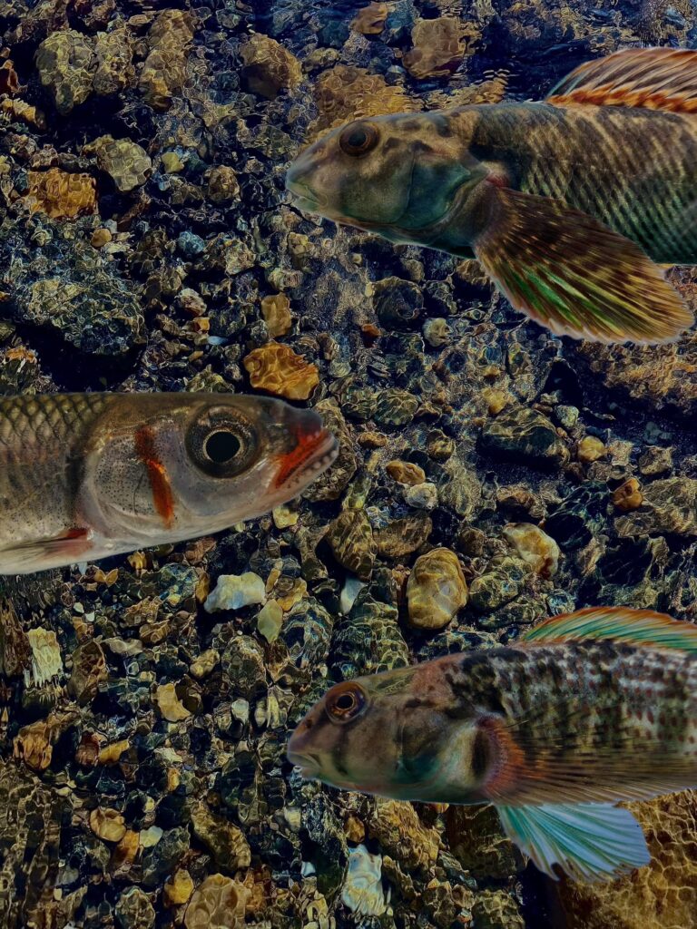 Digital photograph featuring three detailed fish superimposed over a clear, shallow streambed of multi-colored river stones. The top fish has brown and green stripes with a fan-like pectoral fin. The middle fish is shown in profile with a large eye and a reddish mark near its mouth. The bottom fish features mottled brown patterns and vibrant teal and orange fins.