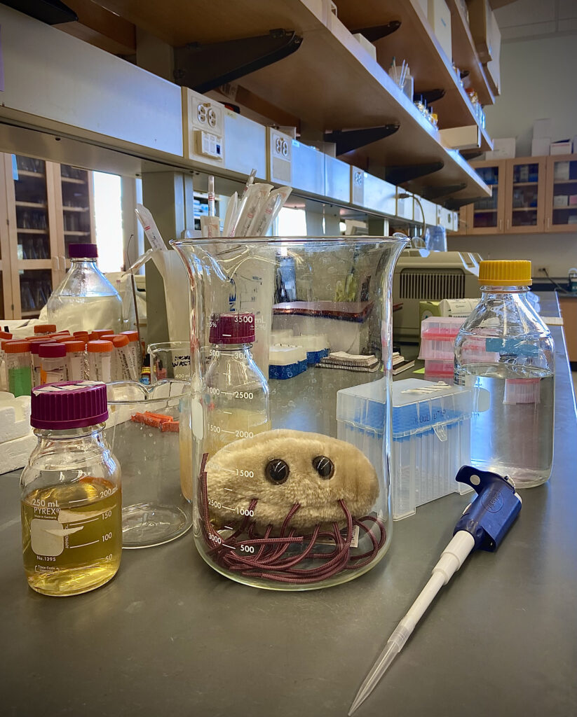 A photograph of a laboratory bench featuring a large glass beaker in the center. Inside the beaker is a tan, plush toy of a microbe with large plastic eyes and several long, maroon cord-like appendages. Surrounding the beaker are various lab supplies, including glass bottles filled with yellow and clear liquids, a blue pipette, and boxes of pipette tips. Wooden shelving and lab equipment are visible in the blurred background.
