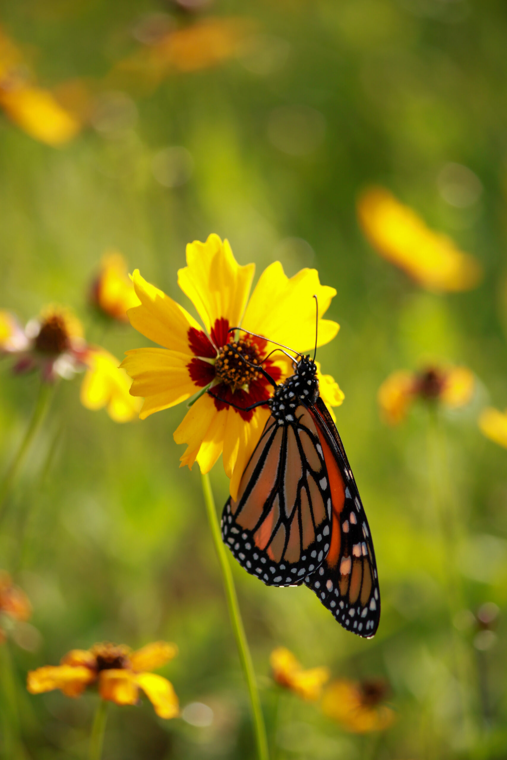 Nature’s Symphony