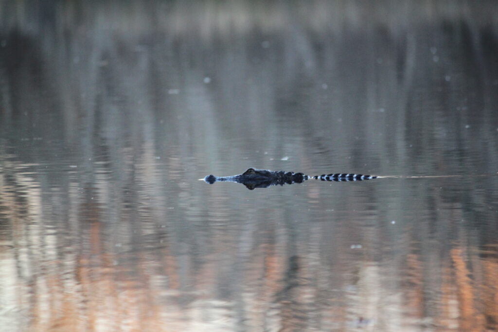 A photograph of an alligator swimming in a calm body of water. Only the top of its head, back, and a section of its striped tail are visible above the surface. The water reflects a blurred, muted background of trees in shades of gray and soft orange.