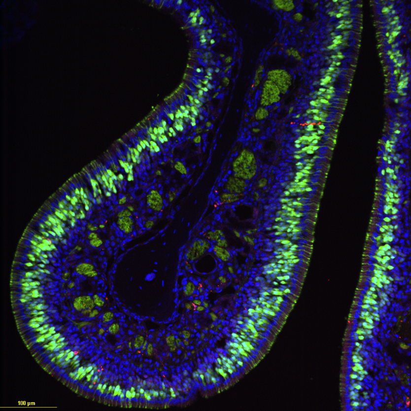 Fluorescence microscopy image of a cross-section of biological tissue. The structure shows a curved, tube-like layer with glowing green cellular patterns and deep blue nuclei, highlighting the organized arrangement of cells against a black background.