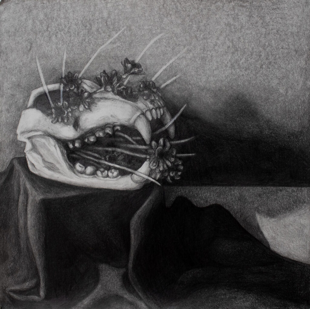 Graphite illustration of an animal skull.