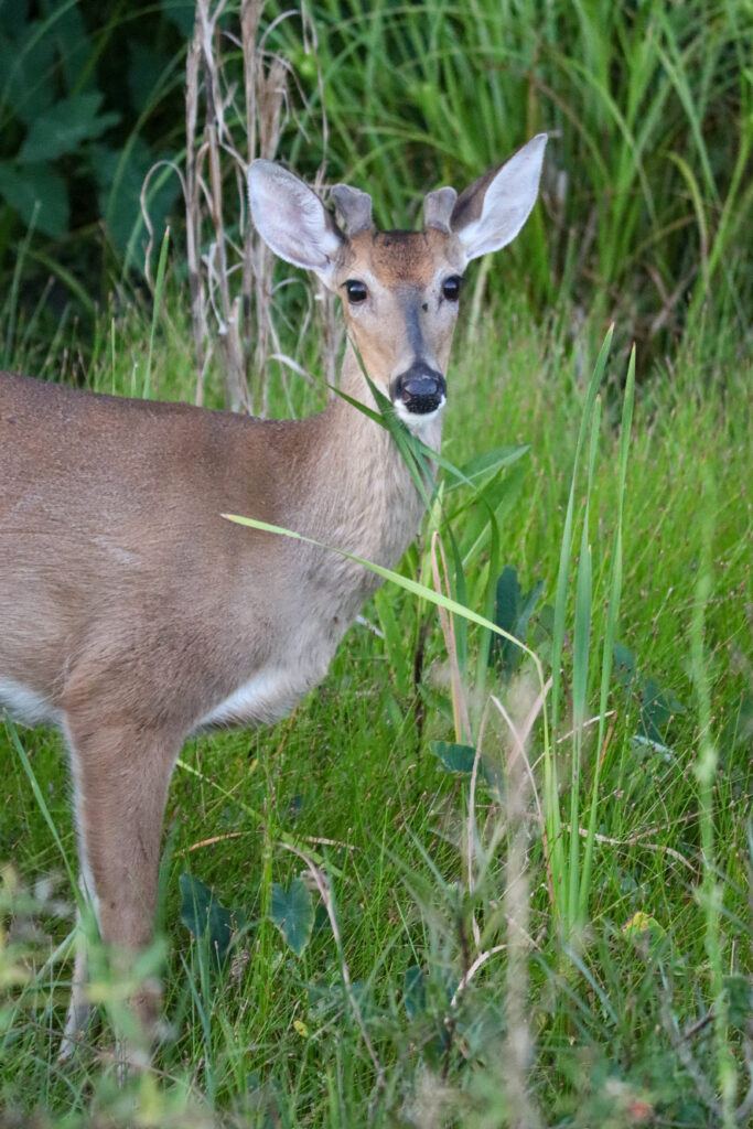 Deer in grass.