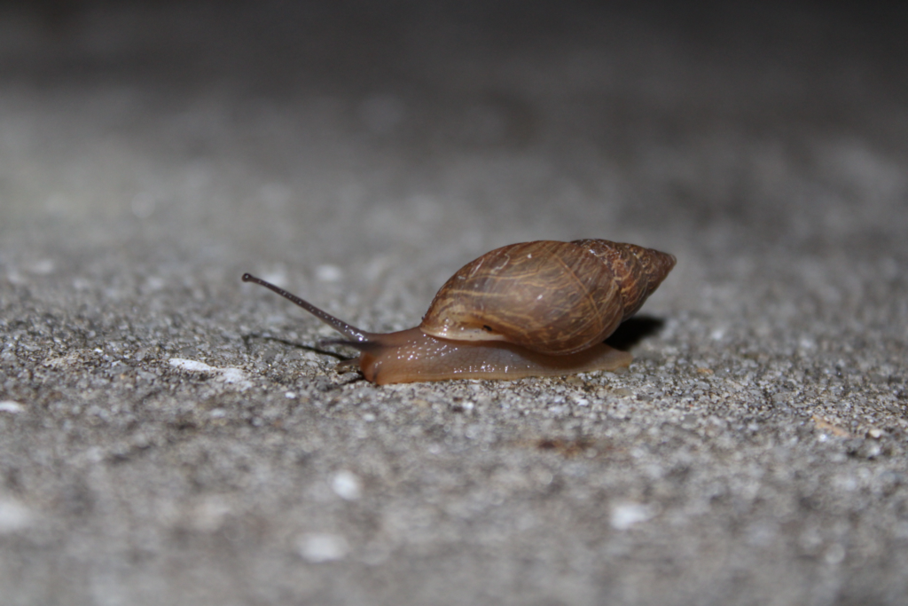 Snail on concrete.