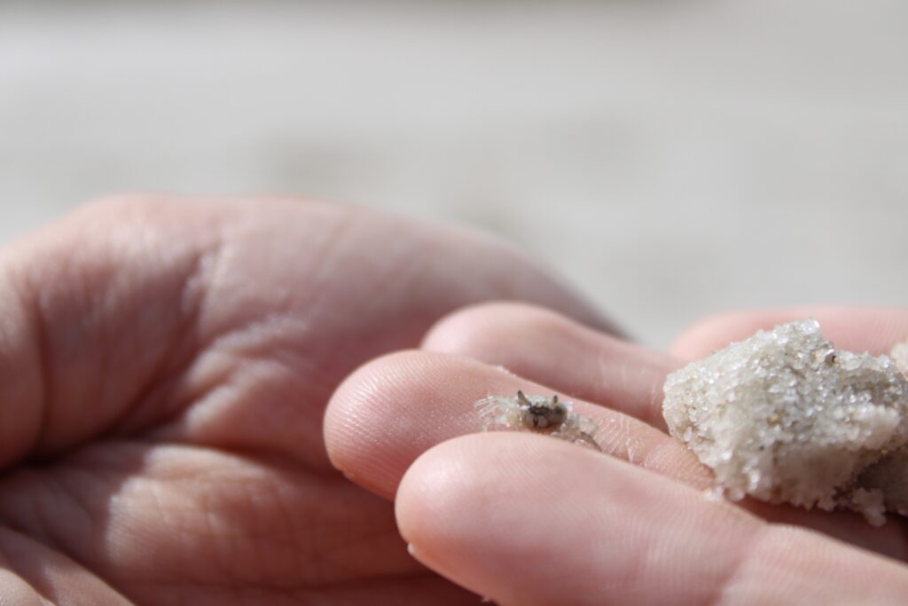A hand holds a baby Ghost crab.
