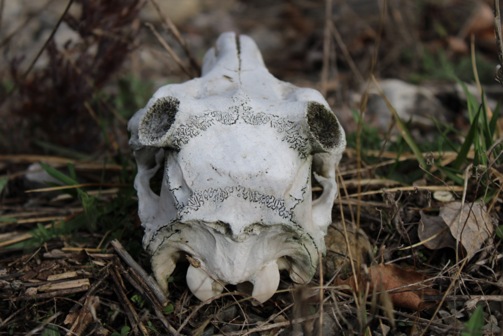 Deer skull laying on grass.