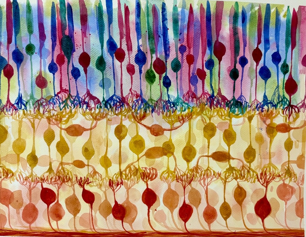 Neurons in the Retina