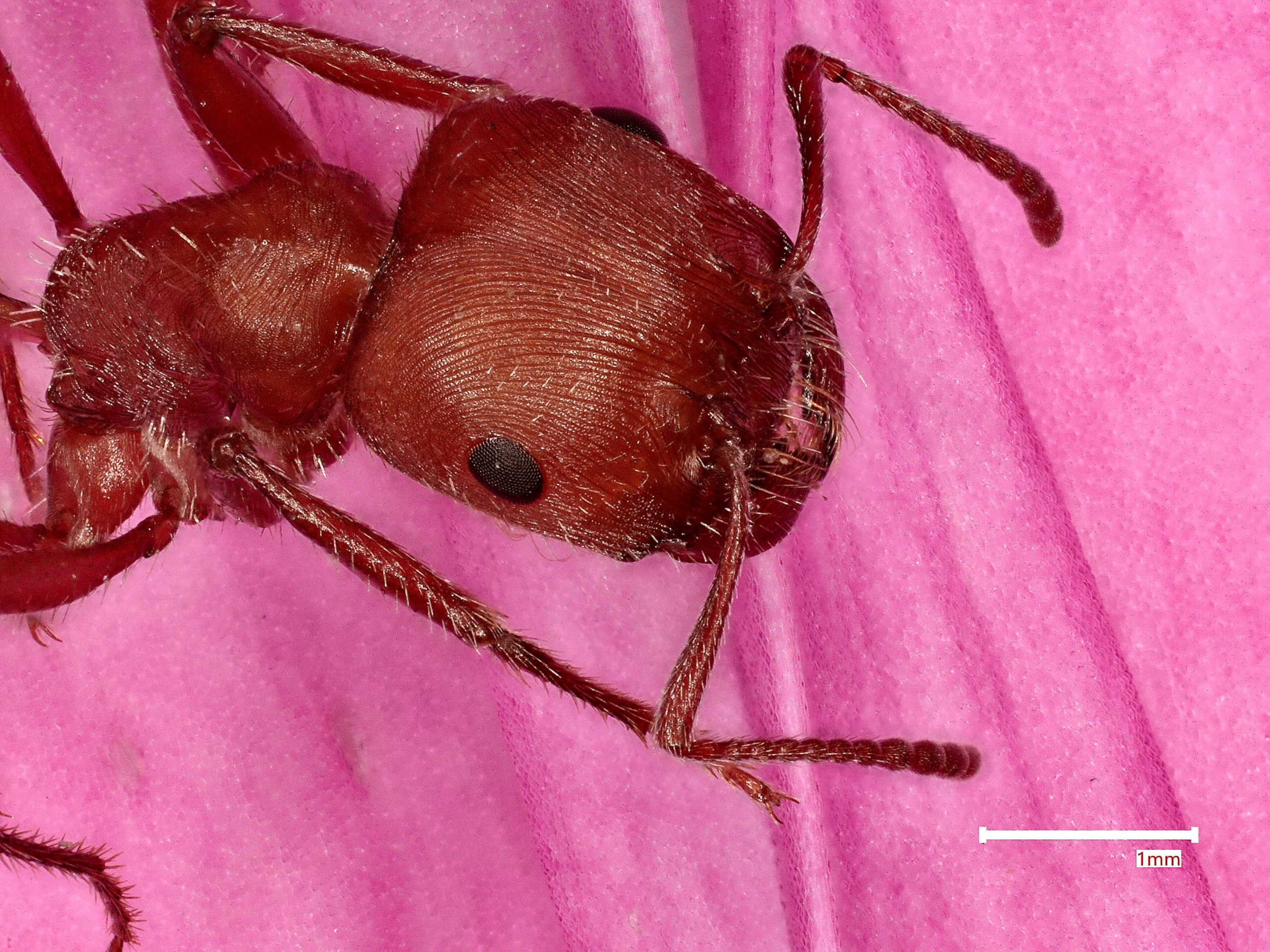 Multimodal Imaging of Harvester Ants