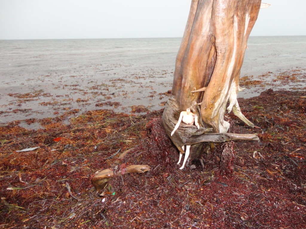 Beached Sargassum accumulations trap a plastic doll.